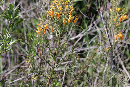 Image of Macranthera flammea by (c) Kim, some rights reserved (CC BY)