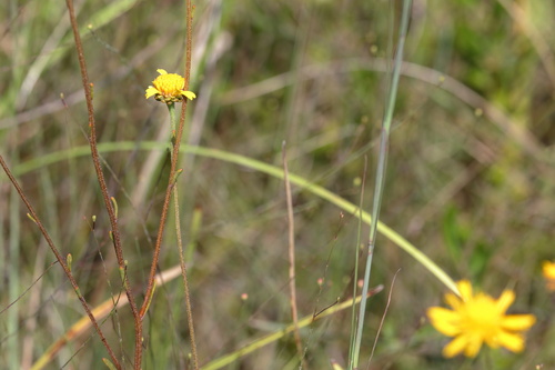 Image of Balduina uniflora by (c) Kim, some rights reserved (CC BY)