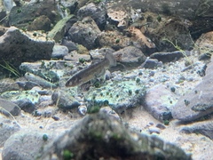 Crenichthys baileyi moapae