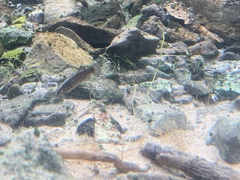 Crenichthys baileyi moapae