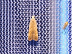 Anacampsis fullonella