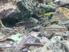 Crenichthys baileyi moapae