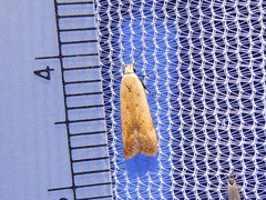Anacampsis fullonella