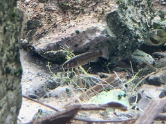 Crenichthys baileyi moapae