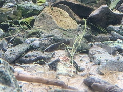 Crenichthys baileyi moapae