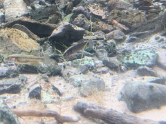 Crenichthys baileyi moapae