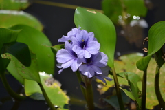 Pontederia azurea