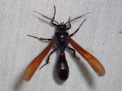 Pseudosphex ichneumonea
