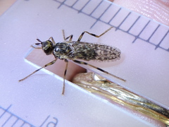 Boreothrinax maculipennis