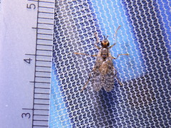 Boreothrinax maculipennis