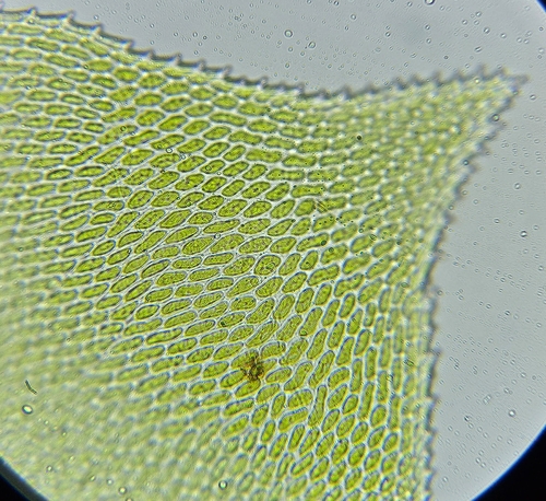 Image of Neckera pumila by (c) Helen Waterman, some rights reserved (CC BY)