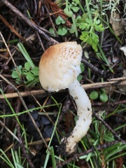 Lepiota castanea