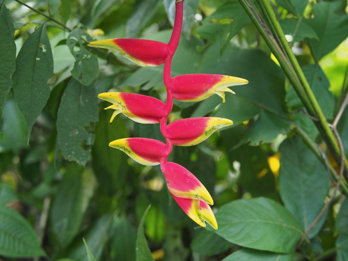 Hanging Lobster Claw Heliconia