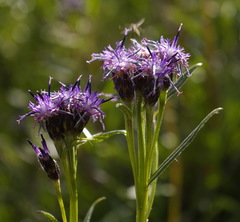 Saussurea angustifolia