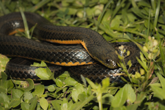 Wied's Keelback photo 1