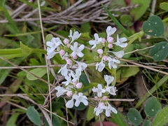 Valerianella amarella