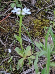 Valerianella amarella