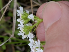 Valerianella amarella