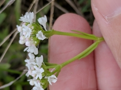 Valerianella amarella