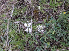 Valerianella amarella