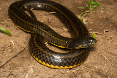 Wied's Keelback photo 2