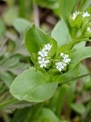 Valerianella radiata