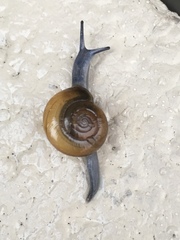 Oxychilus