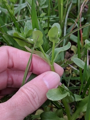 Valerianella radiata