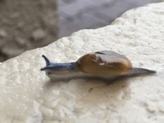 Oxychilus