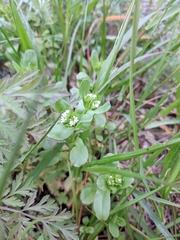 Valerianella radiata
