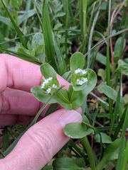Valerianella radiata