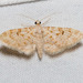 Eupithecia albida - Photo (c) studiopika, algunos derechos reservados (CC BY-NC-ND), subido por studiopika