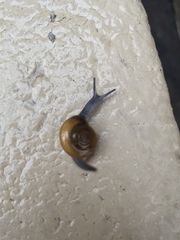 Oxychilus