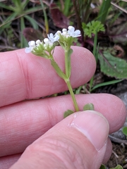 Valerianella amarella
