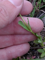 Valerianella amarella