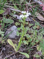 Valerianella amarella