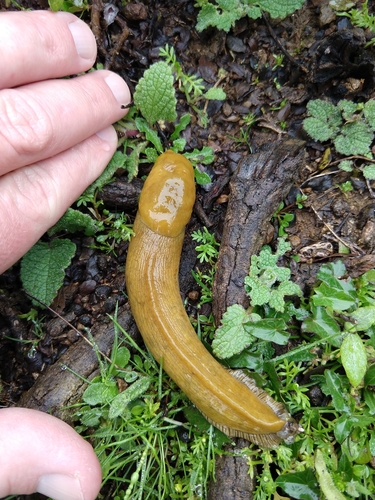 Ariolimax brachyphallus