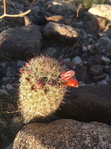 iNaturalist observation photo of Peninsular fishhook cactus