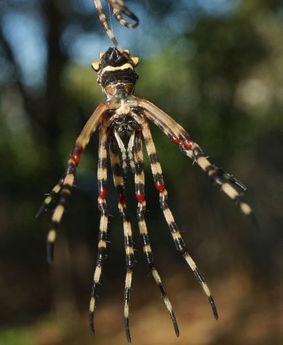 Silver Garden Orbweaver photo 4