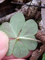 Oxalis intermedia