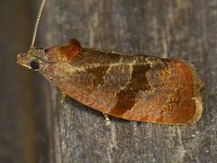 Evora hemidesma