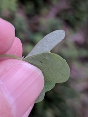 Oxalis intermedia