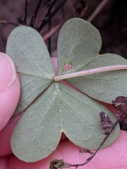 Oxalis intermedia