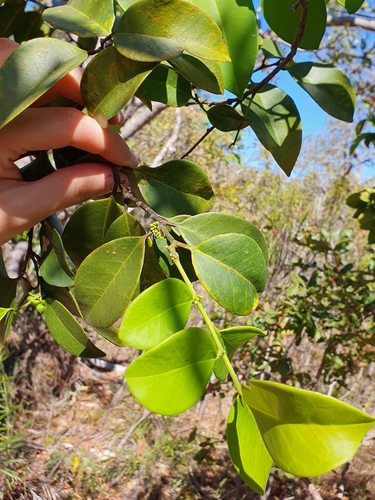 Heisteria ovata (Heisteria ovata)
