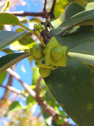 Image of Heisteria ovata by (c) João Arthur Rabello, some rights reserved (CC BY)
