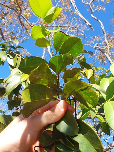 Image of Heisteria ovata by (c) João Arthur Rabello, some rights reserved (CC BY)