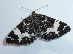 Rheumaptera hastata