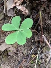 Oxalis intermedia