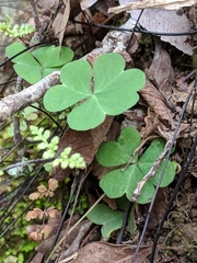 Oxalis intermedia