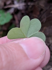 Oxalis intermedia